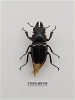 藏品(鬼艷鍬形蟲)的圖片